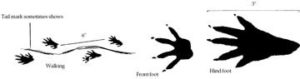 muskrat tracks and footprints