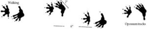 Opossum tracks and footprints - wisconsin wildlife pest identification guide