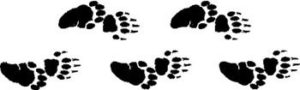 skunk tracks and footprints