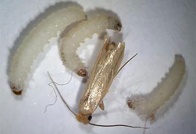 Clothes moth caterpillars - Moth extermination, control, and removal services by Batzner Pest Control in Wisconsin