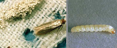 Webbing clothes moth - Moth extermination and control in Wisconsin by Batzner Pest Control