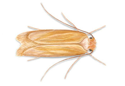 clothing moth control and treatments for the home