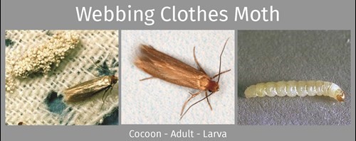 Identifying Clothes & Carpet Moths - Webbing Clothes Moth / Case-Beari