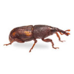 Weevil control at Batzner Pest Control in Wisconsin - Serving New Berlin, Green Bay, Milwaukee, Madison, Racine and surrounding areas