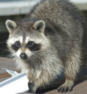 A raccoon, one of the top nuisance animals in Wisconsin