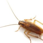 Cockroaches are a common residential pest in New Berlin WI - Batzner Pest Control