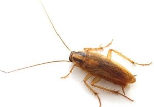 Cockroaches are a common residential pest in New Berlin WI - Batzner Pest Control