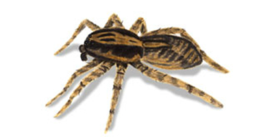 Wolf spider extermination, control and removal by Batzner Pest Control in Wisconsin