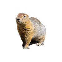 Woodchuck control by Batzner Pest Control in Wisconsin - Serving New Berlin, Green Bay, Milwaukee, Madison, Racine and surrounding areas