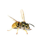 Yellow jacket control at Batzner Pest Control in Wisconsin - Serving New Berlin, Green Bay, Milwaukee, Madison, Racine and surrounding areas