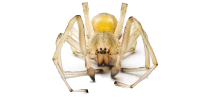 Yellow sac spider extermination, control and removal services by Batzner Pest Control in Wisconsin