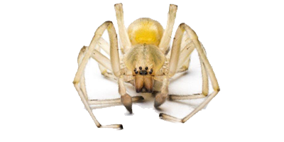 Yellow sac spider extermination, control and removal services by Batzner Pest Control in Wisconsin