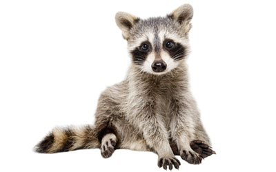 Raccoon control and removal - Batzner Pest Control in Wisconsin