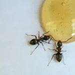 Learn what to do once you have an ant problem in Wisconsin - Batzner Pest Control serving New Berlin, Madison, Oshkosh, Racine, Green Bay and surrounding areas