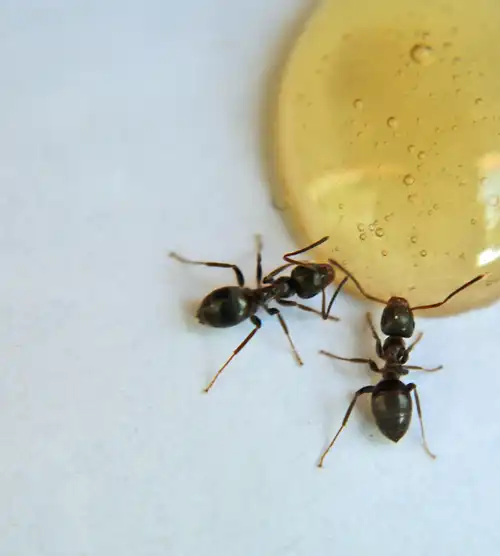 Learn what to do once you have an ant problem in Wisconsin - Batzner Pest Control serving New Berlin, Madison, Oshkosh, Racine, Green Bay and surrounding areas