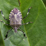 Learn why stink bugs release a foul odor in Wisconsin - Batzner Pest Control