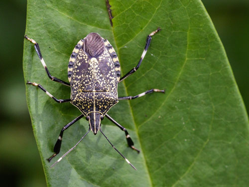 Learn why stink bugs release a foul odor in Wisconsin - Batzner Pest Control