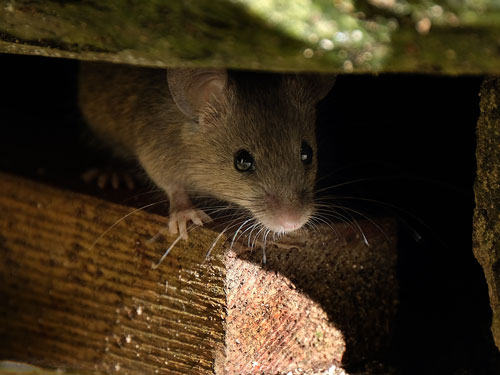 Using dryer sheets to repel mice in Wisconsin - Batzner Pest Control