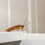 Learn about the myths and facts of cockroaches in New Berlin WI - Batzner Pest Control