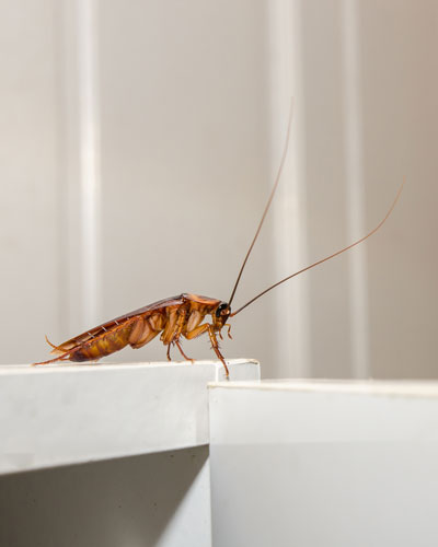 Learn about the myths and facts of cockroaches in New Berlin WI - Batzner Pest Control