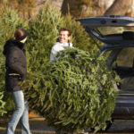 Shake out your Christmas tree to expel insects before bringing it into your New Berlin WI or Oshkosh WI home - Batzner Pest Control