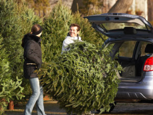 Shake out your Christmas tree to expel insects before bringing it into your New Berlin WI or Oshkosh WI home - Batzner Pest Control