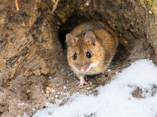 Mouse in snow during the winter. How to prevent rodents from getting into your car in Oshkosh or New Berlin WI - Batzner Pest Control