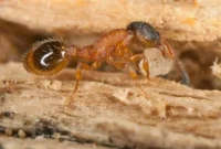 Thief ant crawling on the inside of a rock - Keep pavement ants away from your home with Batzner Pest Control in WI