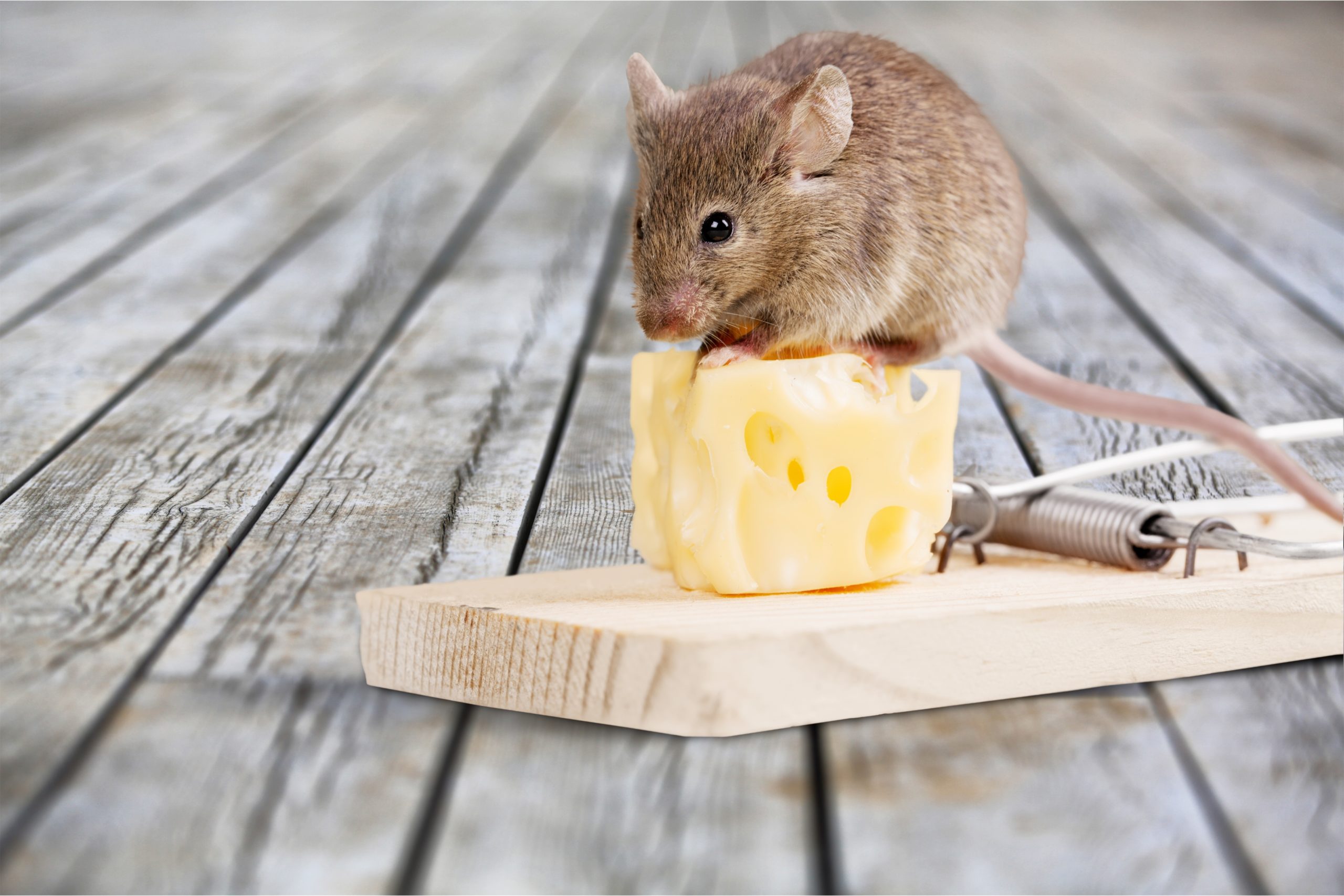 https://www.batzner.com/wp-content/uploads/2020/01/mousetrap_cheese-scaled.jpg