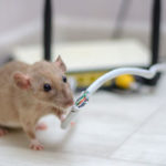 One of the many dangers of rodents is when rats chew through electrical wires. The rodent exterminators at Batzner Pest Control can protect you from rodents in New Berlin WI!