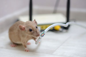 One of the many dangers of rodents is when rats chew through electrical wires. The rodent exterminators at Batzner Pest Control can protect you from rodents in New Berlin WI!