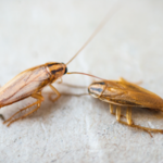 German cockroaches are one of the most common roach infestations in New Berlin WI and Oshkosh WI - Batzner Pest Control shares German cockroach facts.