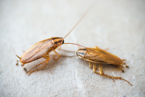 German cockroaches are one of the most common roach infestations in New Berlin WI and Oshkosh WI - Batzner Pest Control shares German cockroach facts.