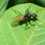 Carpenter ants are commonly mistaken for termites. The Batzner Pest Control experts share how to tell them apart.