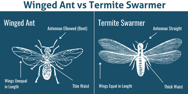 Winged ant vs. termite in Oshkosh WI - Learn more from Batzner Pest Control
