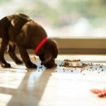 Pick up pet food to avoid ants in your Wisconsin home - Batzner Pest Control