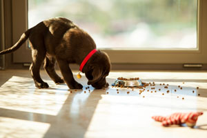 Pick up pet food to avoid ants in your Wisconsin home - Batzner Pest Control