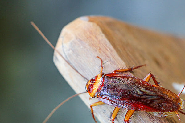 Cockroach exterminators in Wisconsin - Batzner Pest Control.
