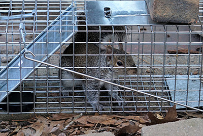 Squirrel Removal  Wildlife Control Experts in New York & Vermont