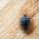 Common bed bug myths in Wisconsin - Batzner Pest Control