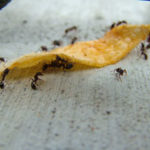 Prevent an ant infestation in Wisconsin this summer with tips from Batzner Pest Control