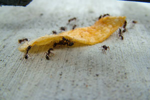 Prevent an ant infestation in Wisconsin this summer with tips from Batzner Pest Control
