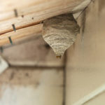 how to identify a wasp nest in Wisconsin - Batzner Pest Control