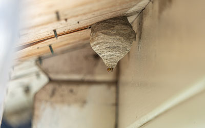how to identify a wasp nest in Wisconsin - Batzner Pest Control