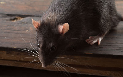 Rats do not spread COVID-19 - Batzner Pest Control in Wisconsin