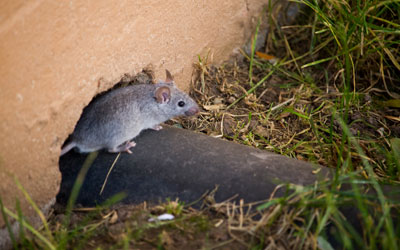 Fall rodents can get inside through properties in Wisconsin - Batzner Pest Control