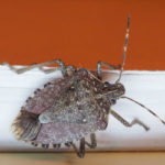 Stink bugs are a common fall invader in Wisconsin - Batzner Pest Control