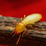 Termites can infest homes in the fall and winter in Wisconsin - Batzner Pest Control