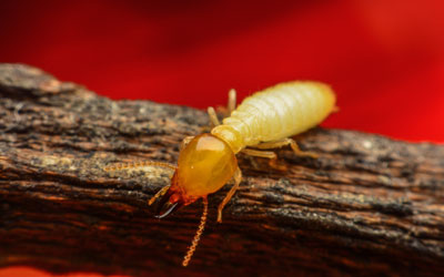 Termites can infest homes in the fall and winter in Wisconsin - Batzner Pest Control