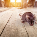 Rodents infest Wisconsin homes during the pandemic - Batzner Pest Control